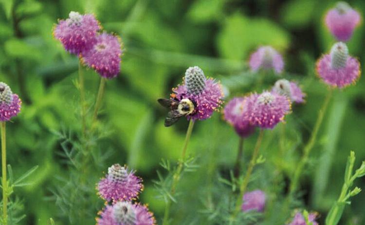 Strategies for adding native plants to your landscape