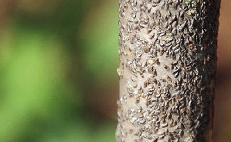 Oyster Scale is harmful to lilac plants.