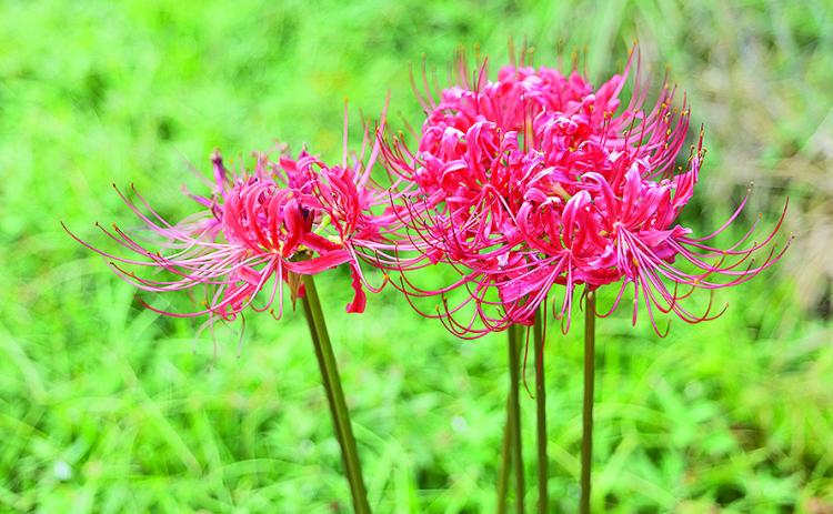 Red hurricane lilies are a feature of many Southern gardens. Photo by Kyle Peveto/LSU AgCenter