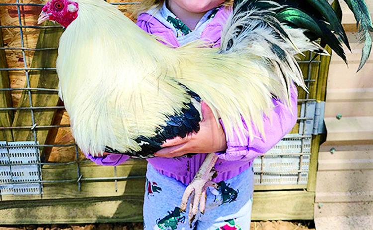 Aurora Bellow, granddaughter of Butte Tribe Chief Rodger Collum, is holding an Iowa Gray purebred rooster. The picture was recently on the cover of an online gamefowl site.