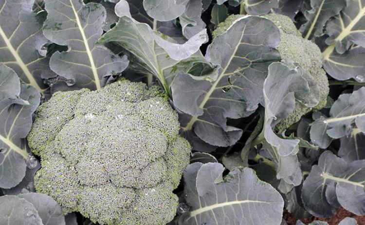 Broccoli is among the many cool-season vegetables that can be grown in Louisiana. LSU AgCenter file photo