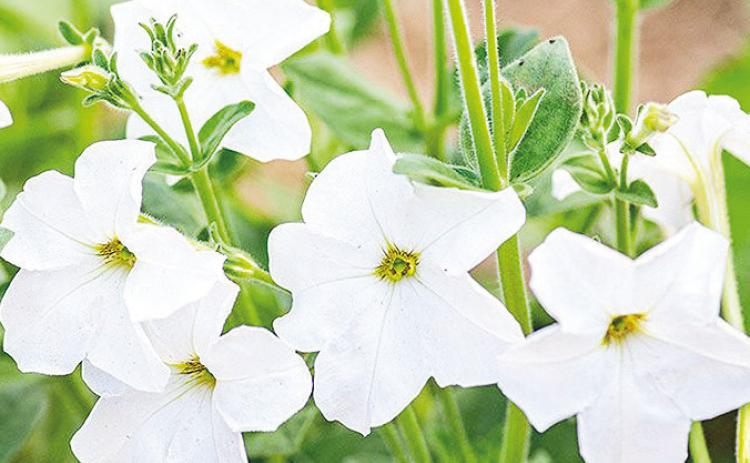 Celebrate America’s 250th birthday with red, white and blue in the garden