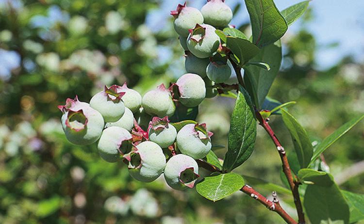 Southern highbush blueberries require fewer chilling hours than rabbiteye blueberries. Photo by Olivia McClure/LSU AgCenter