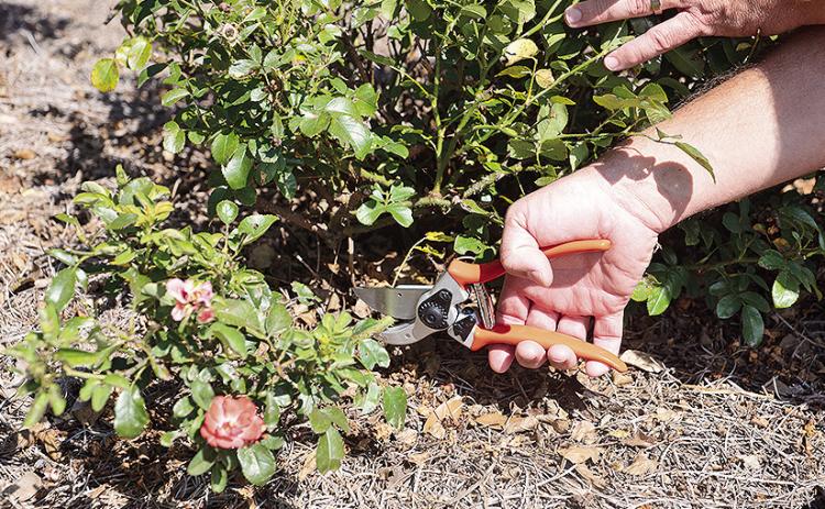 Use bypass pruners to remove up to one-third of the height of a rose bush in late August and early September. Photo by Olivia McClure/LSU AgCenter
