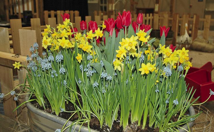 A container of forced grape hyacinth, daffodil and tulip bulbs.