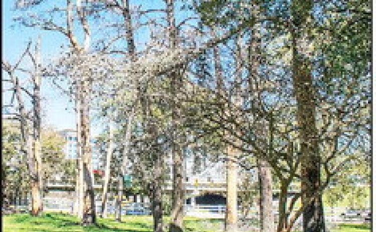 The LSU AgCenter Botanic Gardens has received a Keep Louisiana Beautiful Beautification Grant to enhance the highly visible corner of Essen Lane and Interstate 10.