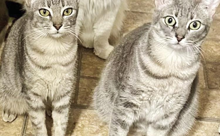 Meet Squeaky and Mabel