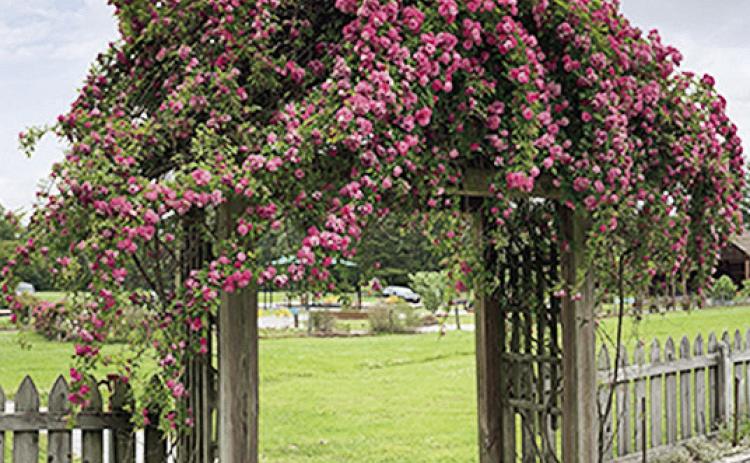 The Peggy Martin rose grows on an arbor at the LSU AgCenter Botanic Gardens at Burden. Photo by Anna Ribbeck/LSU AgCenter