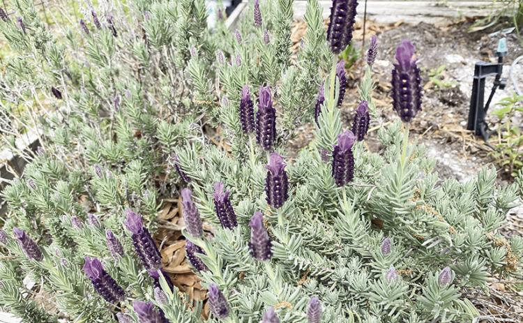 Lavender, with its calming and fresh aroma, is widely used for its soothing properties.