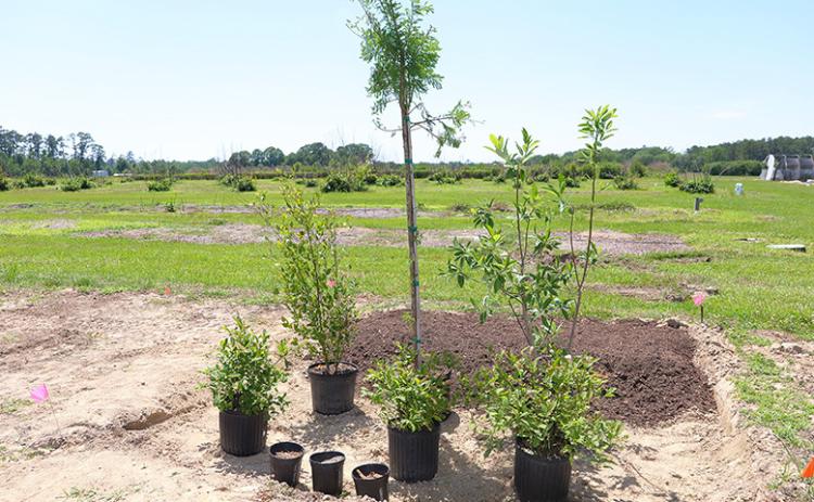 To build a rain garden, remove 4 to 6 inches of sod and soil, fill the area with growing media and install moisture-loving plants. Photo by Olivia McClure/LSU AgCenter