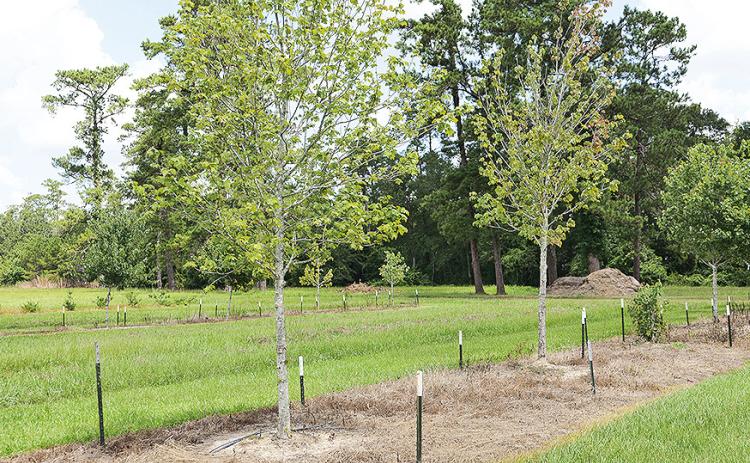 Staking can provide stability for newly planted trees.