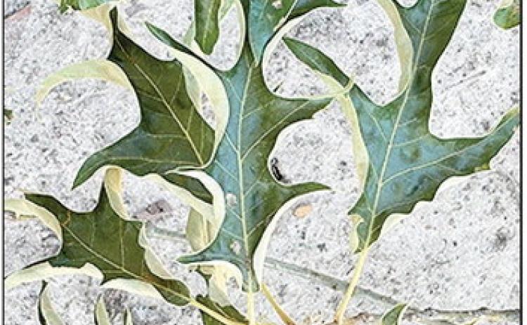 Oak tree leaves will cup as they try to minimize the surface area of leaves to conserve as much water as possible. Photo by Raj Singh/LSU AgCenter