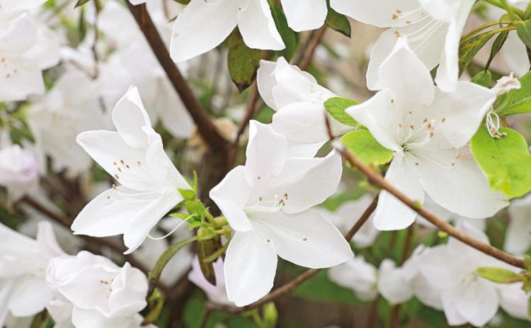 The white blooms of Mrs. G.G. Gerbing azaleas stand out in shady areas.