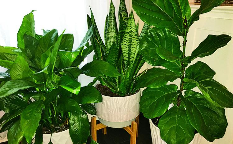 Summer is a great time for caring for and building your indoor plant collection.