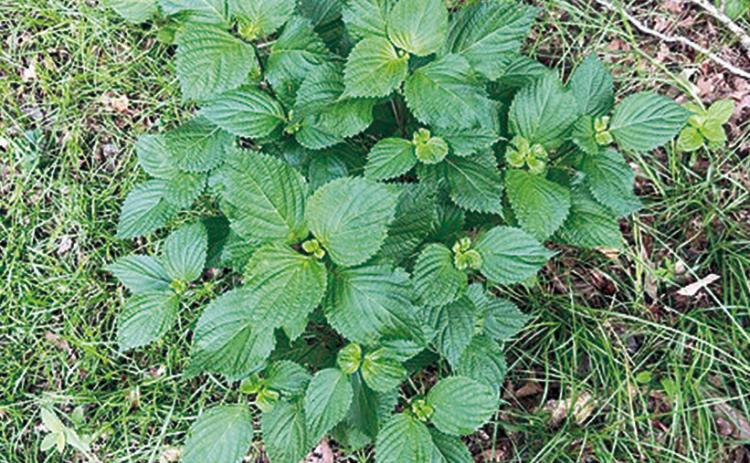 Perilla mint is an annual weed prevalent in pastures, periphery of woodlots and occasionally, in gardens and other disturbed fields. It can be easily identified by its ribbed, square stems and broad leaves, arranged oppositely with a toothed margin.