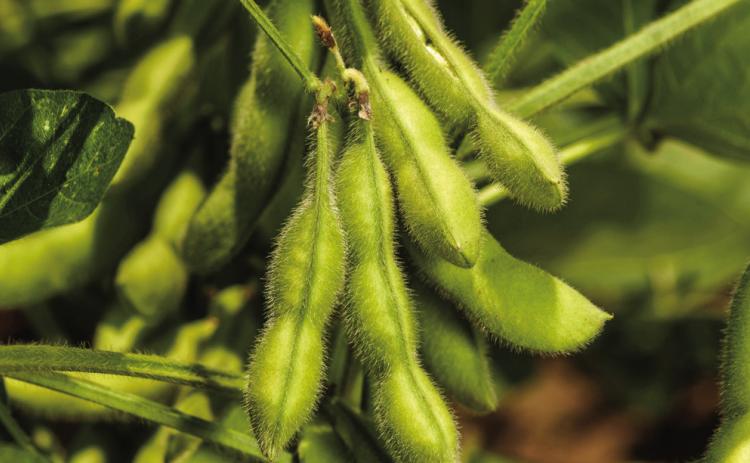 AgCenter to host Soybean Production School