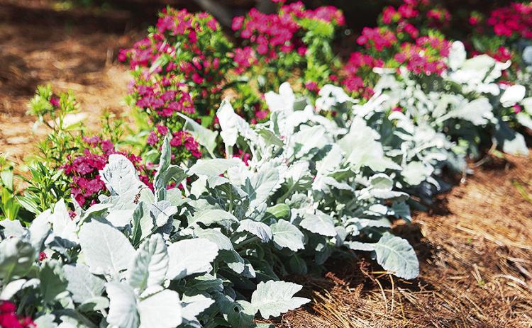 Dusty miller, a 2025 Louisiana Super Plant, is a tough plant that brings striking visual and textural contrast to the garden. It is a great choice for borders like this one, which also features Jolt series dianthus.