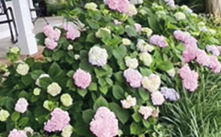 Hydrangeas are like happiness in bloom.