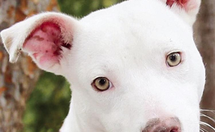 FAUNA Pet of the Week