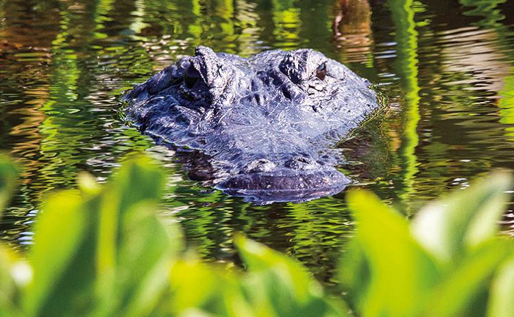 Cane River Waterway Commission issues warning about floatng in river, feeding the alligators