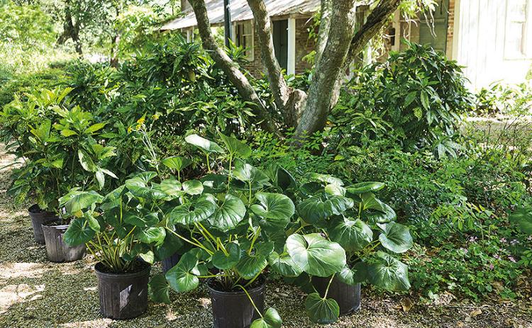 Plants with interesting foliage such as tractor seat plant and gold dust plant can play important roles in shady gardens.