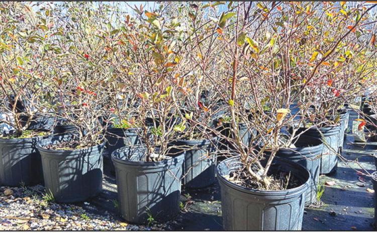 Winter is a good time to purchase blueberry shrubs from your local garden center and plant them. Photo by Olivia McClure/LSU AgCenter