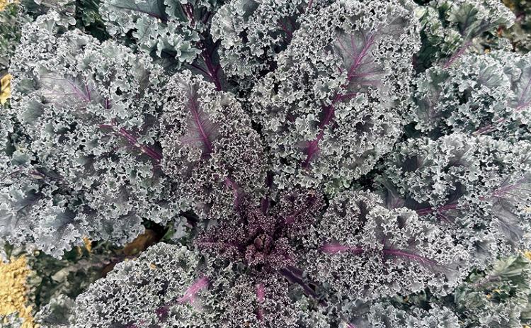 Rubybor kale with its outstanding flavor and beauty is a 2026 All-America Selections Gold Medal Winner in both the flower and vegetable category. Photo courtesy of All-America Selections