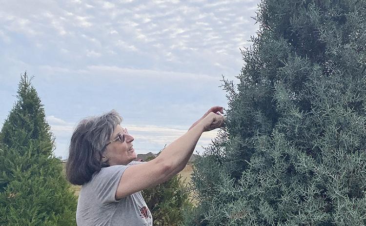 4 Seasons Christmas Tree Farm