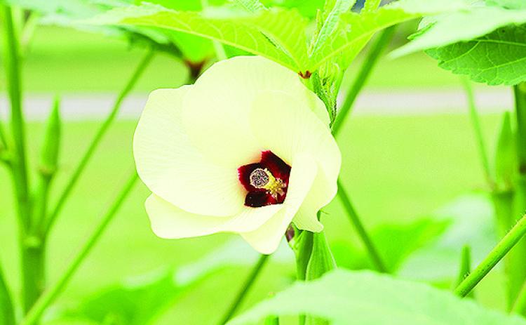 Hibiscus-like flowers appear before okra pods emerge.
