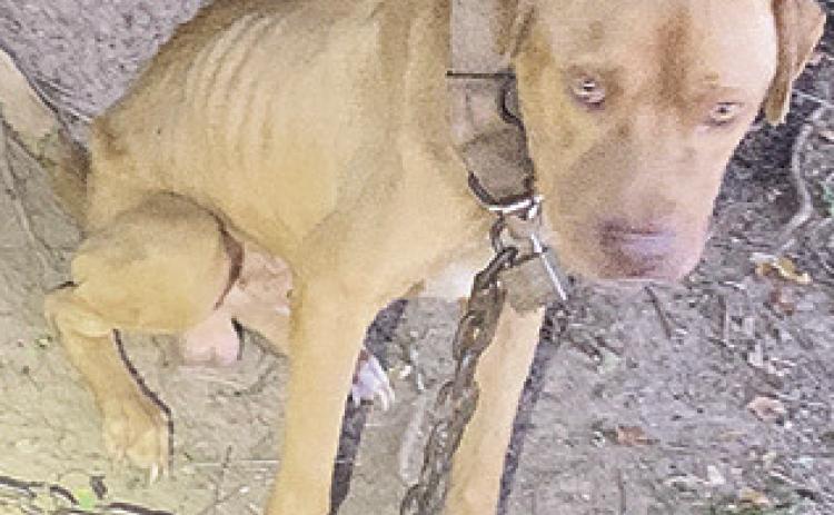 Bond set at $20,000 for animal cruelty charges