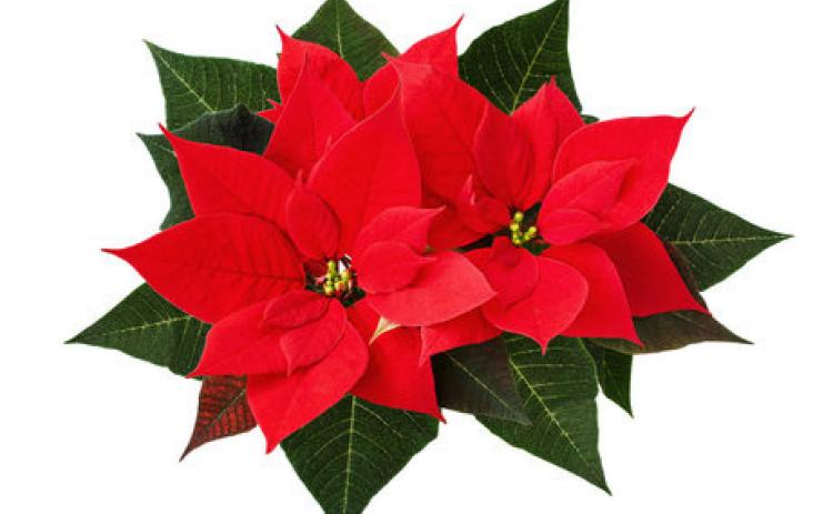 Tale of the Poinsettia