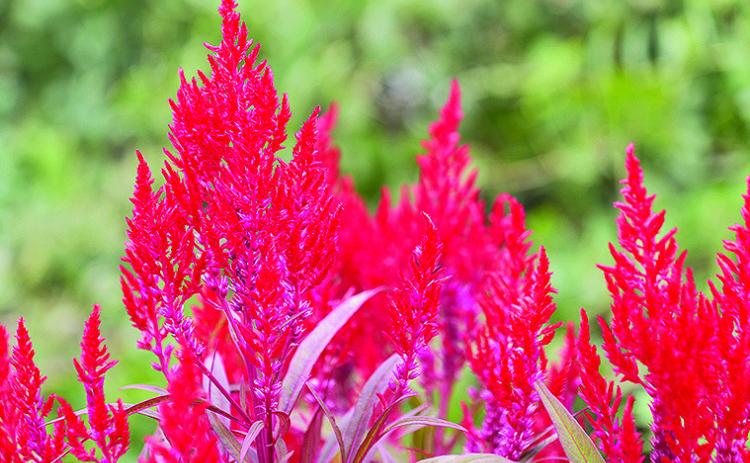 The fiery, plumelike blooms of Dragon’s Breath celosia stand out in warm-season landscapes. Photo by Olivia McClure/LSU AgCenter