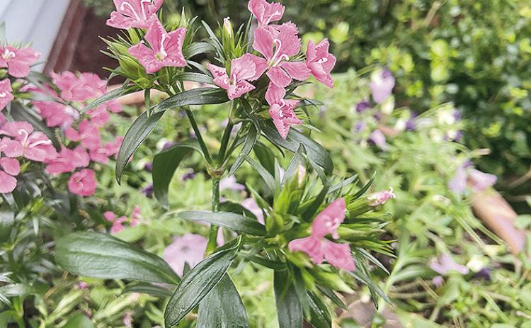 Wait at least one week before pulling up and discarding any cool-season bedding plants that have incurred freeze damage. Dianthus, for example, may look somewhat melted and unusually dark green right after a freeze, but they often can bounce back.