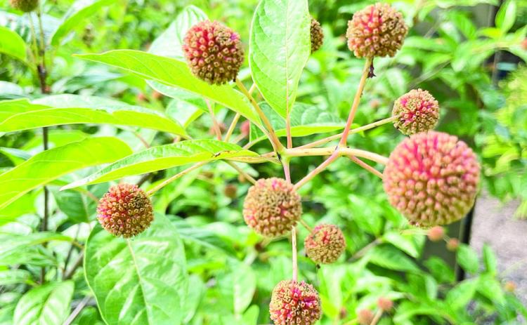 Five North American Native Shrubs for the Garden