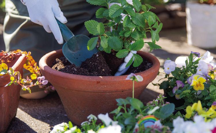 Grants Available from NWLA Master Gardeners for Gardening Projects