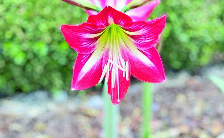 Numerous amaryllis varieties return and blossom in the summer garden consistently.