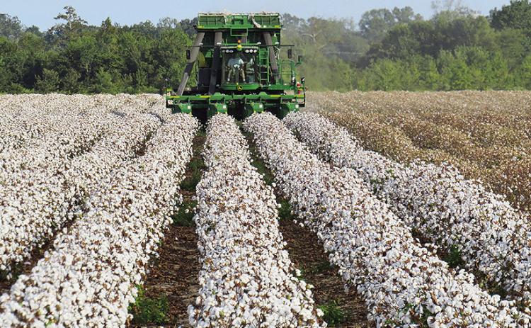 A grower in Tensas Parish picks cotton. Photo by Dennis Burns/LSU AgCenter