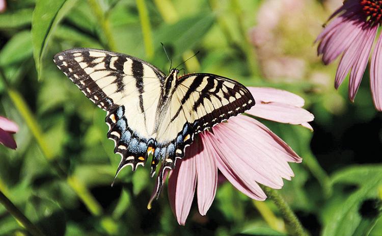 Pollinators, like this Swallowtail butterfly on a coneflower, will help boost your garden’s productivity.